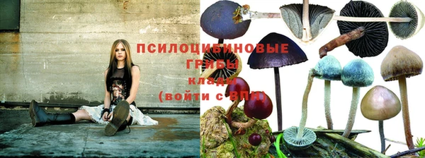 прущие грибы Осинники